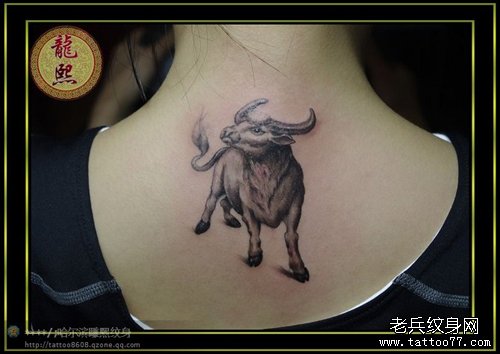 女生背部一款公牛纹身图案
