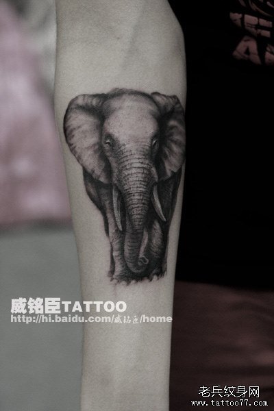 男生手臂一款经典的黑白大象纹身图案