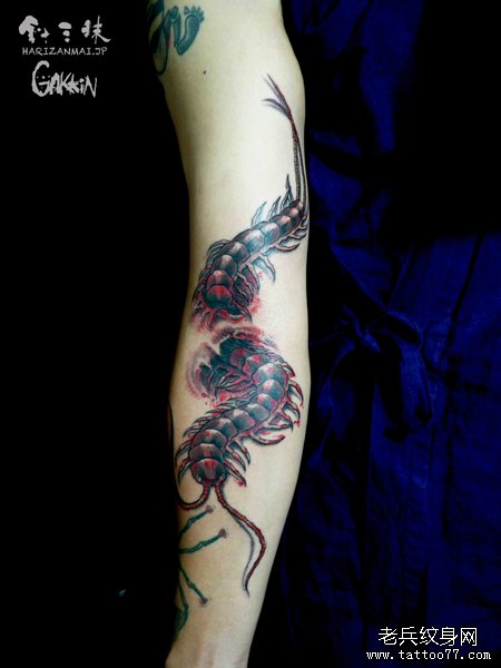 男人手臂超酷的蜈蚣纹身图案