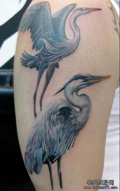 分享一款丹顶鹤纹身图案