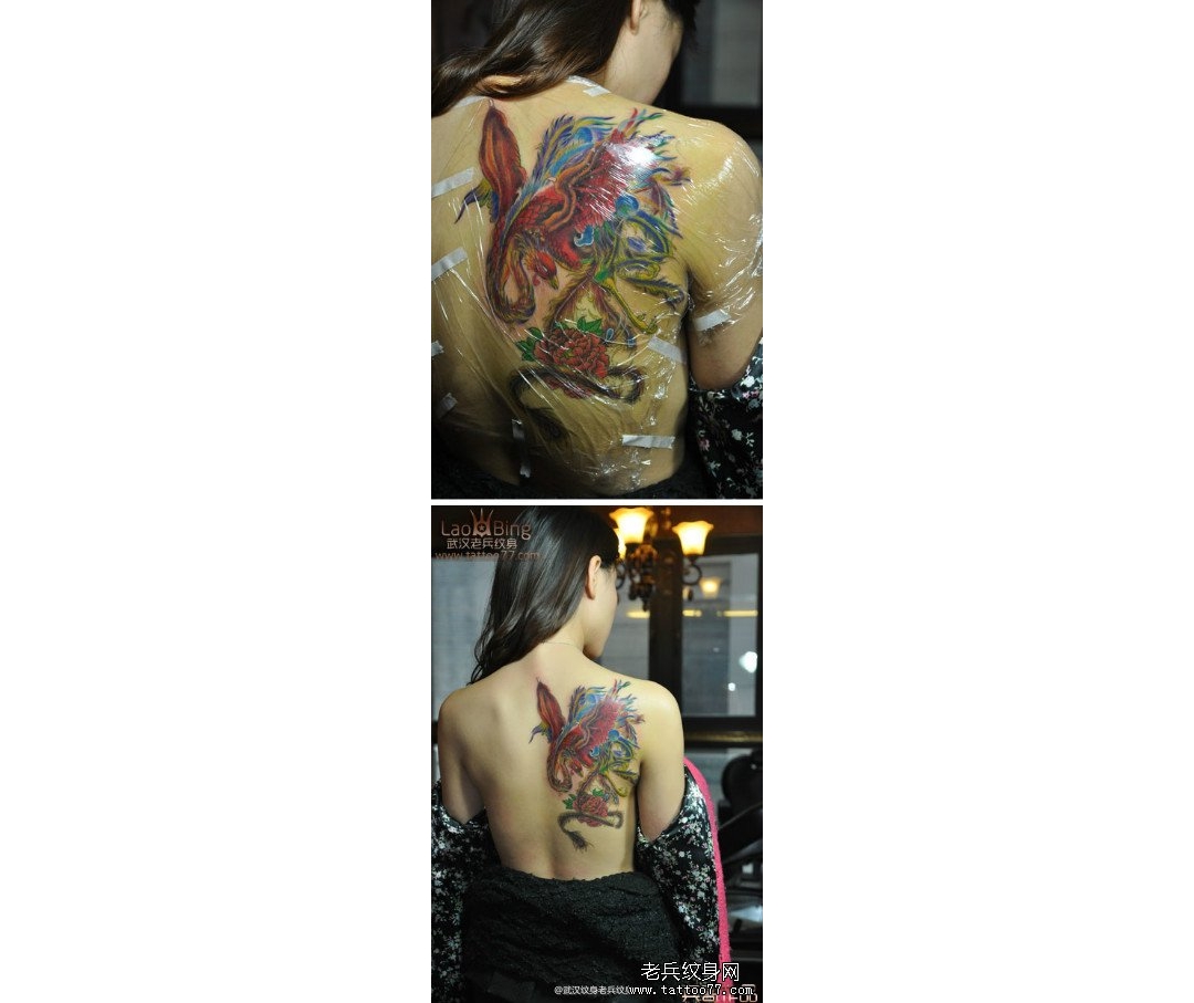 美女后背漂亮的彩色凤凰纹身图案作品