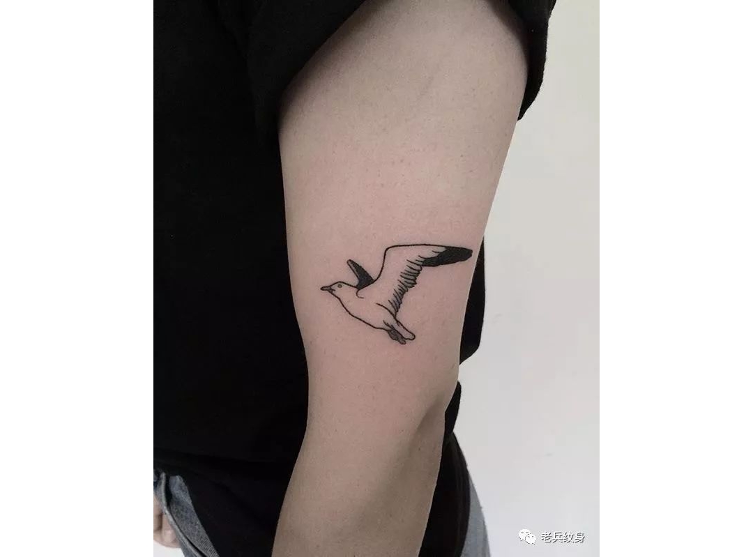 纹身素材——海鸥