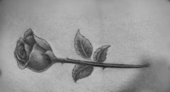 美女腹部疤痕遮盖黑白玫瑰花纹身图案