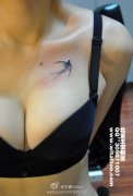 美女胸前简单好看的小燕子纹身图案