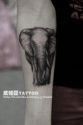 男生手臂一款经典的黑白大象纹身图案