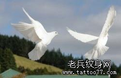 飞行中的鸽子