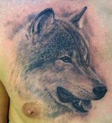 男人前胸潮流经典的狼头纹身图案