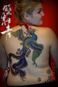 女人后背时尚经典的传统凤凰纹身图案