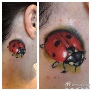 脖子处时尚小巧的一款七星瓢虫纹身图案