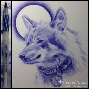潮流帅气的一款狼头纹身手稿
