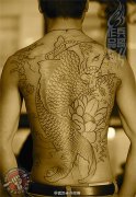 2014年第一个满背招财鲤鱼莲花纹身作品