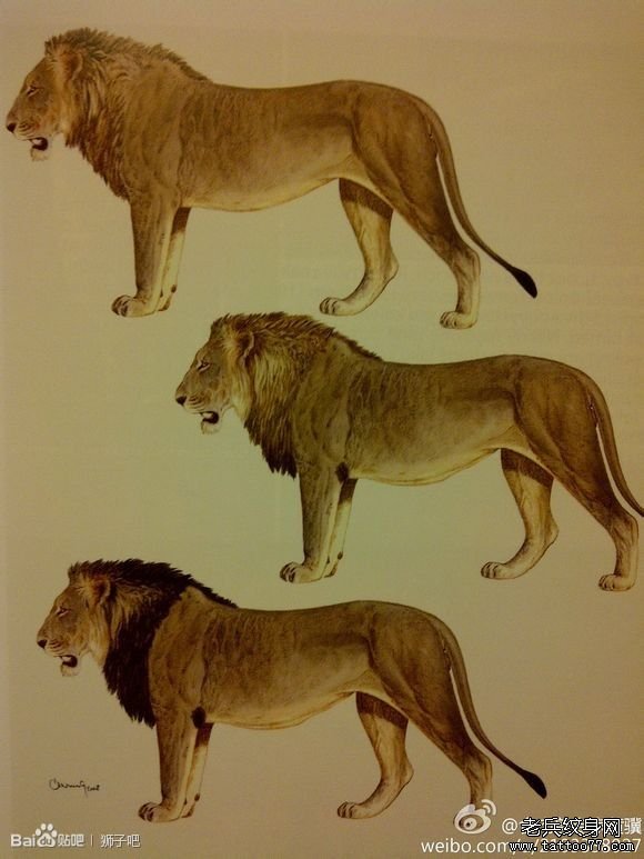 为大家分享一组狮子纹身图案