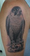 为大家上分享一款大臂老鹰纹身作品