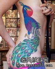 女性腰部彩色孔雀纹身图案由武汉纹身店推荐
