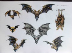 分享一款蝙蝠纹身图案