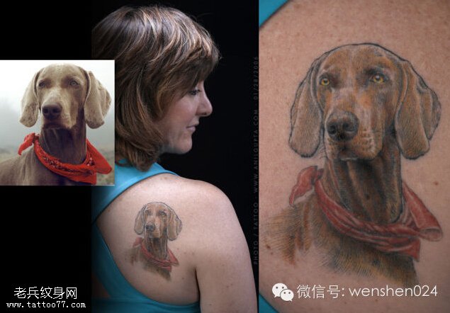 宠物纹身——献给那些家有狗儿的朋友