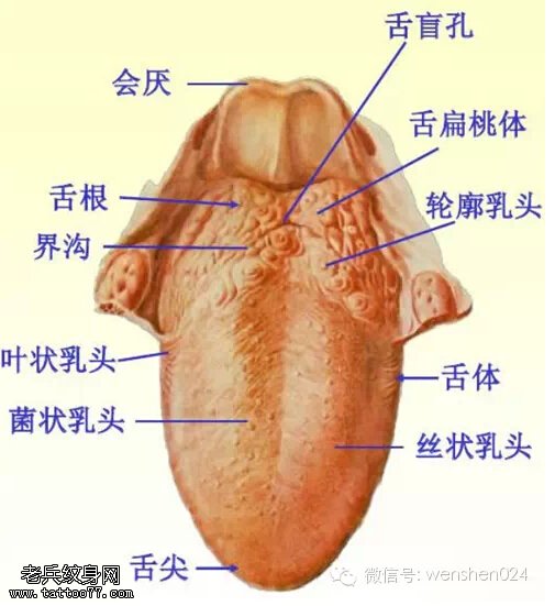 舌头纹身常识