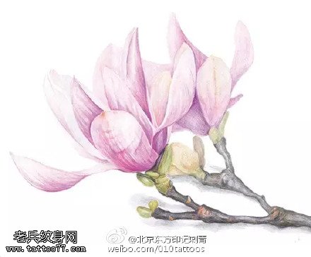 一枝漂亮的木兰花纹身图案