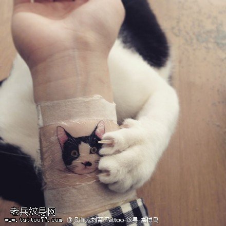 手臂上的宠物猫纹身图案