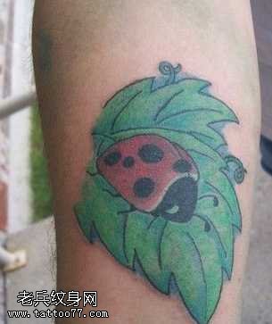住在绿叶七星瓢虫纹身图案