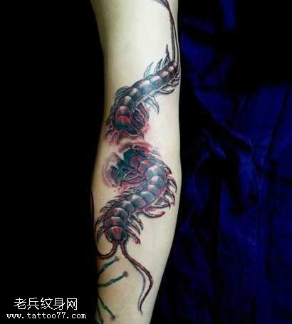 手臂两条蜈蚣纹身图案