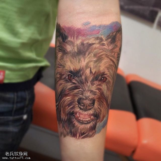 手臂的小狮子狗纹身图案