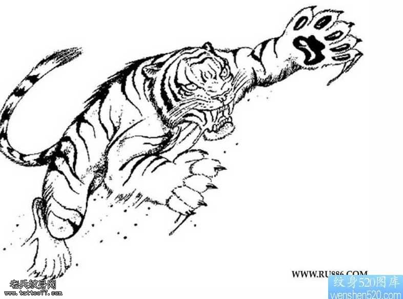手稿素描老虎纹身图案