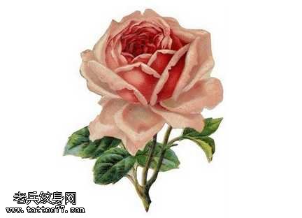 手稿粉白玫瑰纹身图案