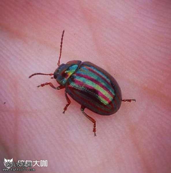 手部昆虫纹身图案