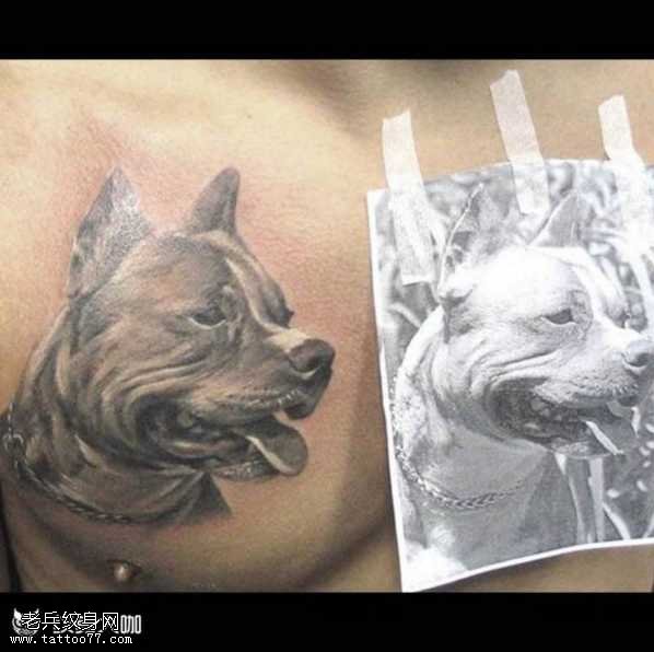 胸部个性斗牛犬纹身图案