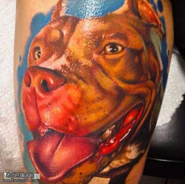 腿部个性斗牛犬纹身图案