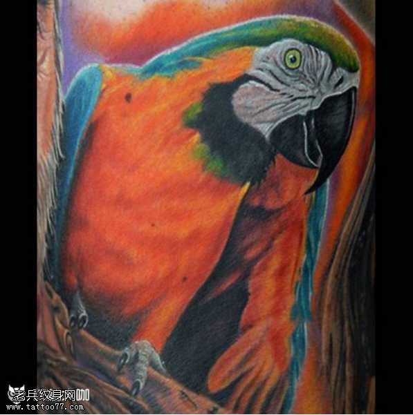 很美鹦鹉纹身图案