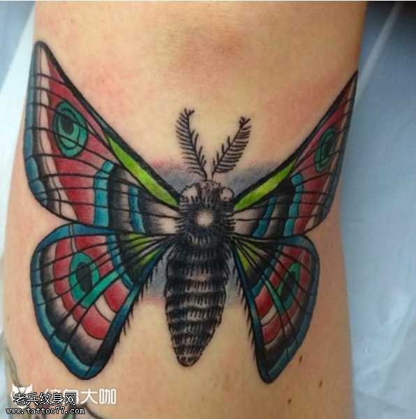 腿部逼真飞蛾纹身图案