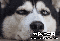 情人节 | 你吃狗粮的姿势正确吗？