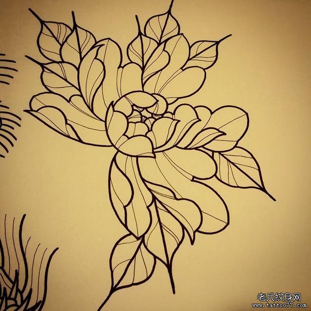 欧美菊花school纹身图案手稿