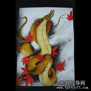 传统彩色蛇枫叶纹身图案手稿