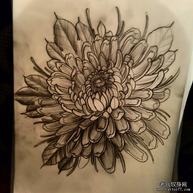 菊花传统纹身图案手稿