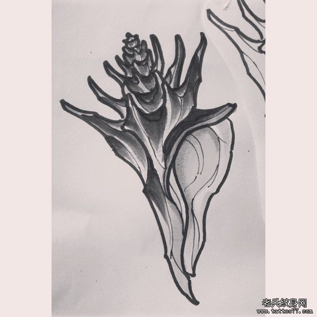 黑灰海螺纹身欧美图案手稿