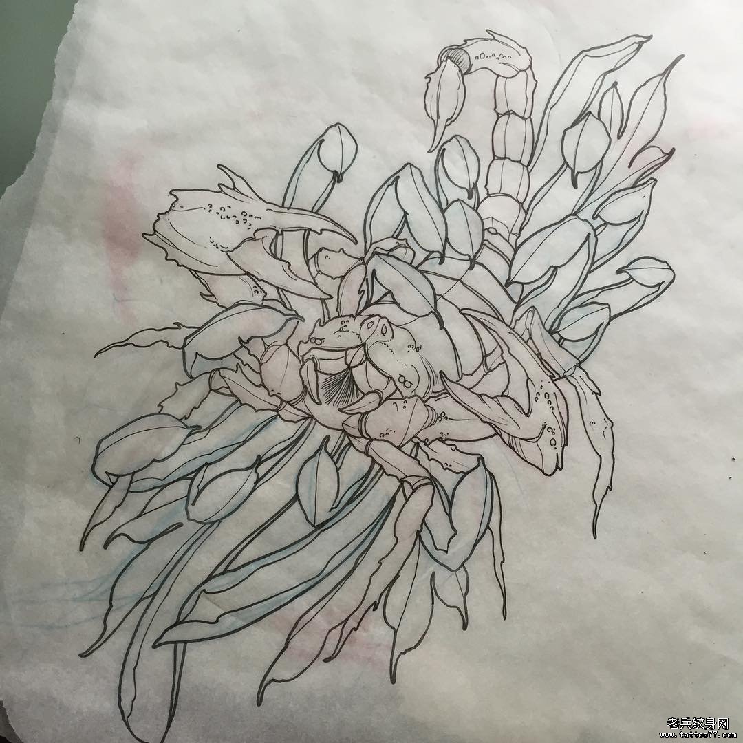 蝎子菊花纹身图案线稿