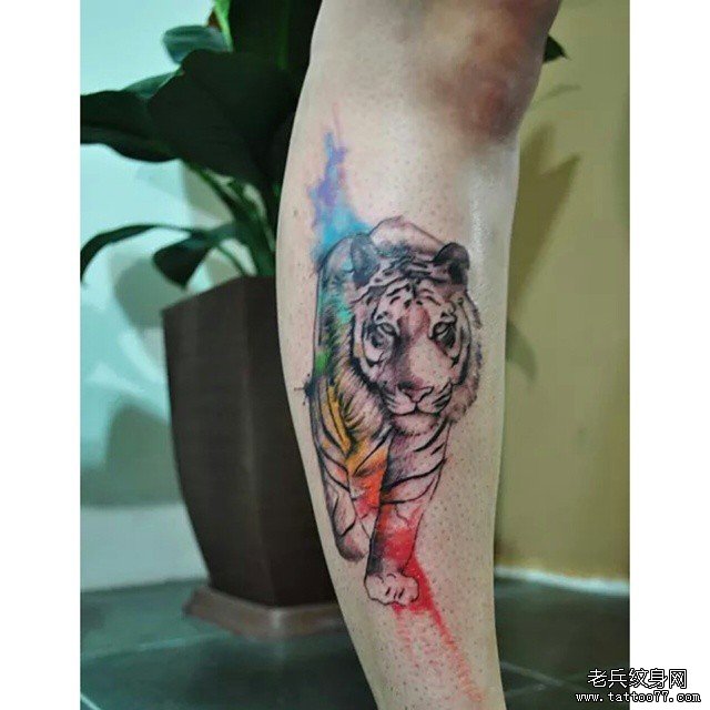 小腿彩色欧美老虎泼墨纹身图案