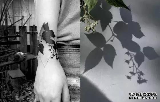 第433期素材——植物剪影