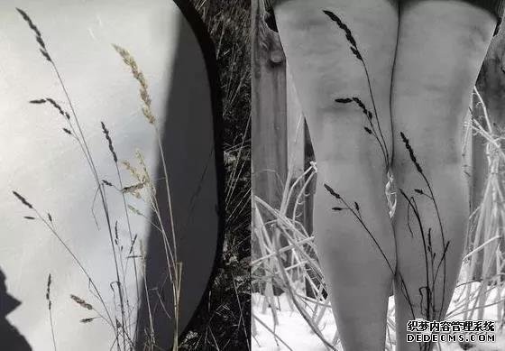 第433期素材——植物剪影