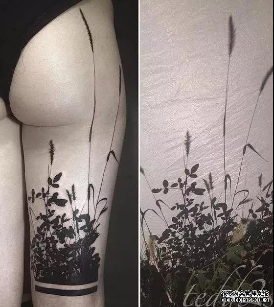 第433期素材——植物剪影