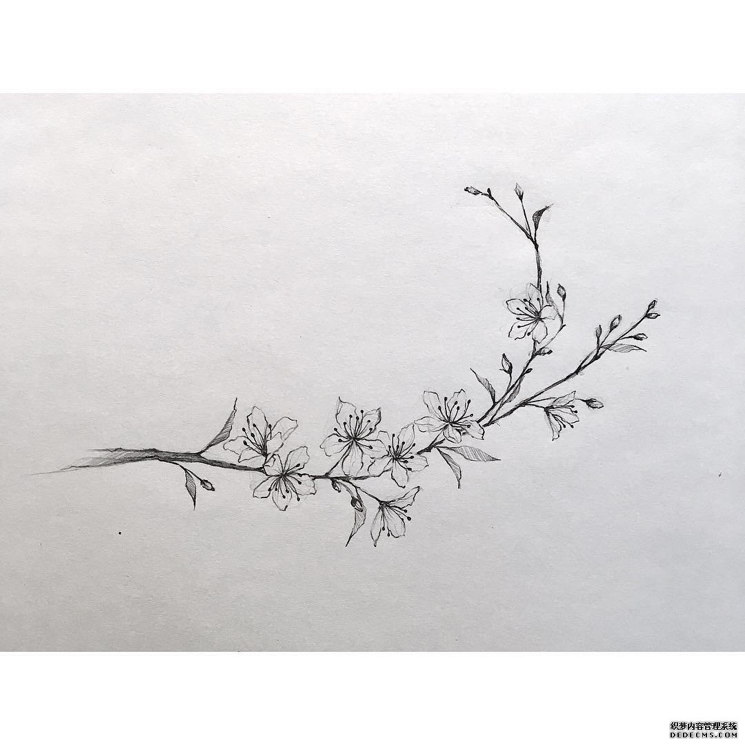 樱花手稿纹身图案