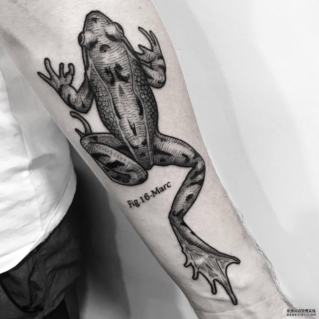 黑灰青蛙小臂纹身图案