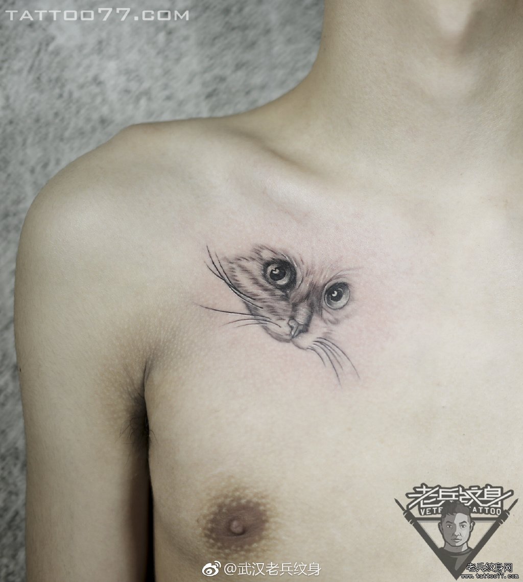 黑灰锁骨写实猫咪纹身作品
