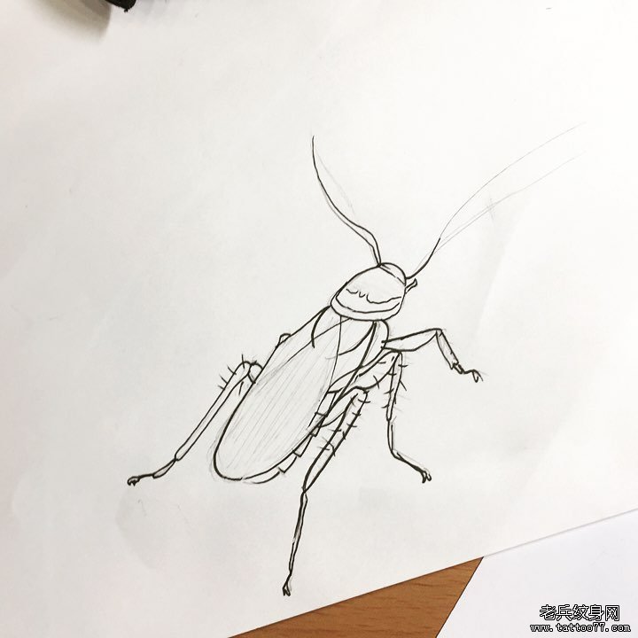 蟑螂纹身手稿