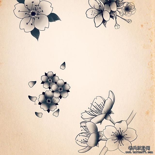 黑灰樱花纹身手稿