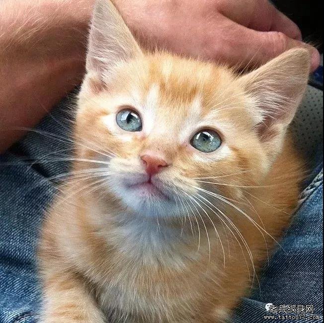 男模 腹肌 爱猫人设，这样的男神谁能抵抗的了？