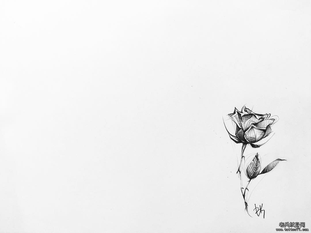 玫瑰花纹身 手稿